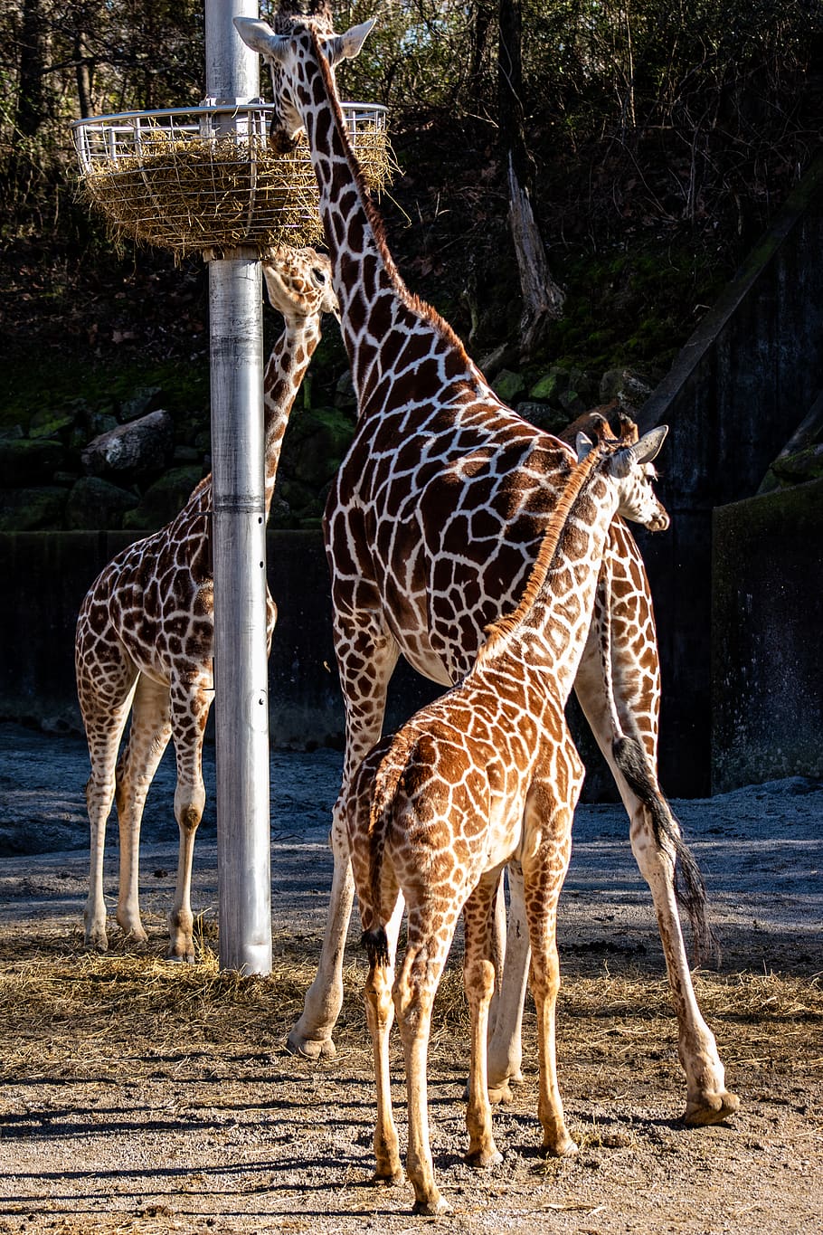HD wallpaper: brown and gray giraffe, memphis zoo, animal 