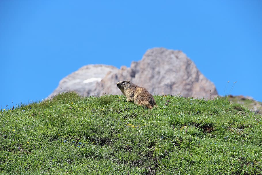 marmot, mountain, summer, animal themes, animal wildlife, one animal HD wallpaper