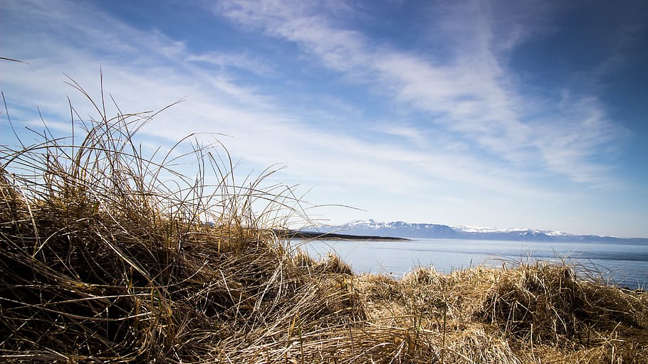 water, sky, plant, tranquility, scenics - nature, beauty in nature HD wallpaper