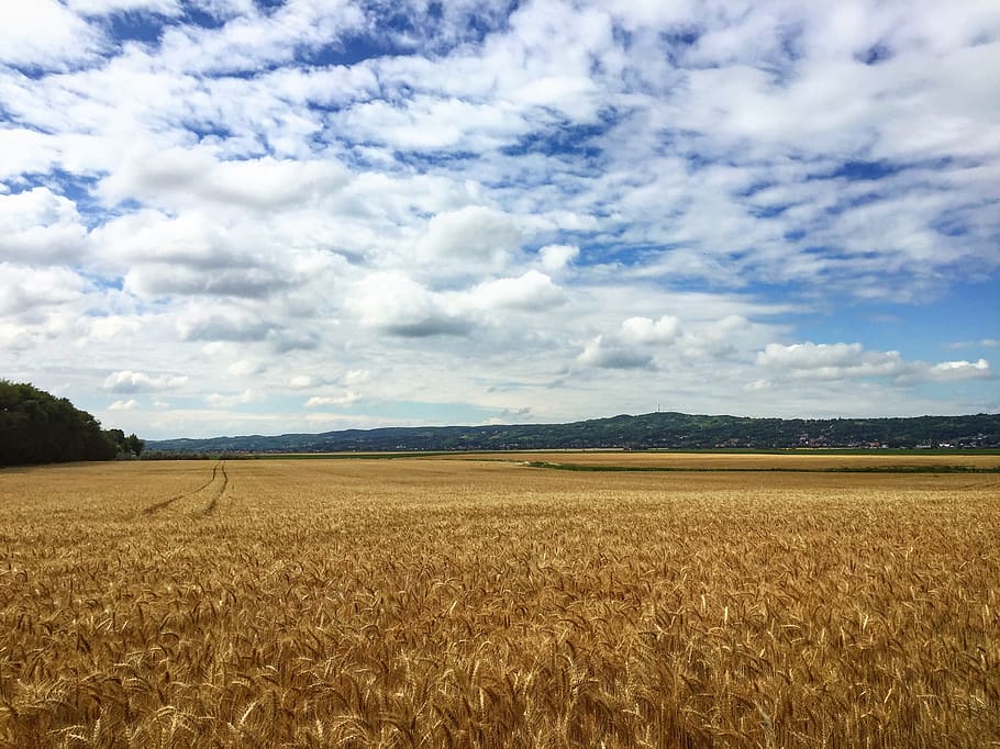 Wheat Field Under Blue Sky, clouds, corn, crop, cropland, dry HD wallpaper