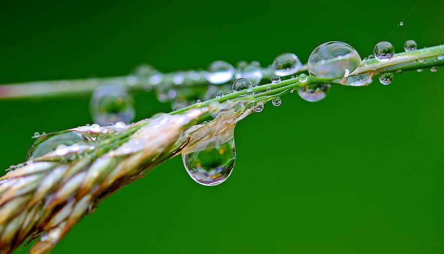 plant, rain, drop, macro, raindrop, droplet, nature, green HD wallpaper