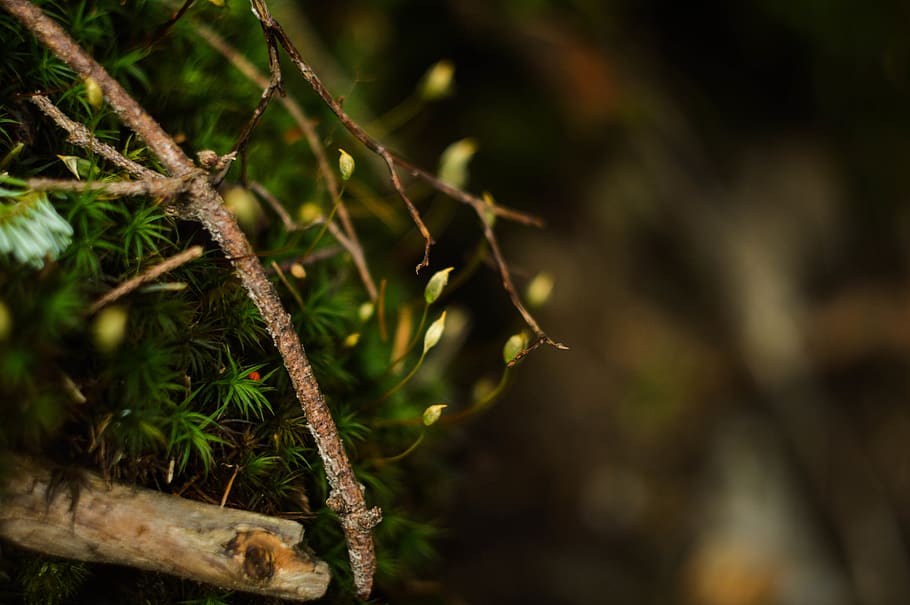 ukraine, synevyr, plant, growth, tree, nature, close-up, no people HD wallpaper