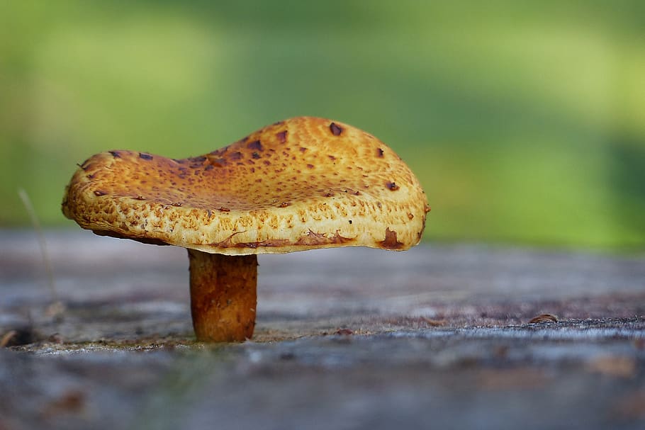 Brown Mushroom, close-up, macro, toadstool, fungus, food, vegetable HD wallpaper