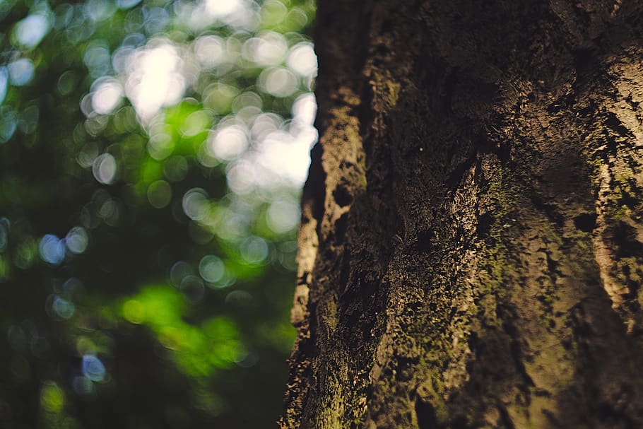 tree, bokeh, nature, macro, texture, tree trunk, focus on foreground HD wallpaper