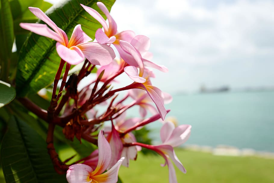 singapore, sentosa, view, pinkflower, green, nature, sentosaisland, HD wallpaper
