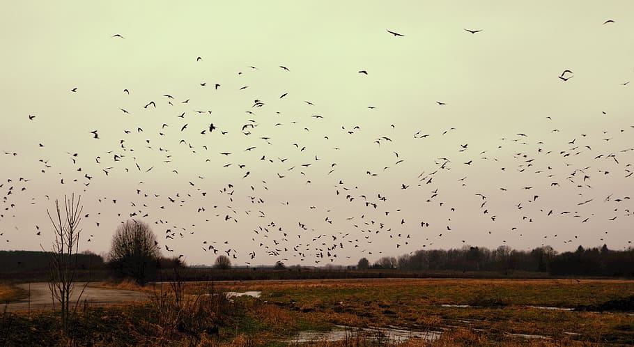 Silhouette of Flock of Birds, daylight, environment, flying, grass HD wallpaper
