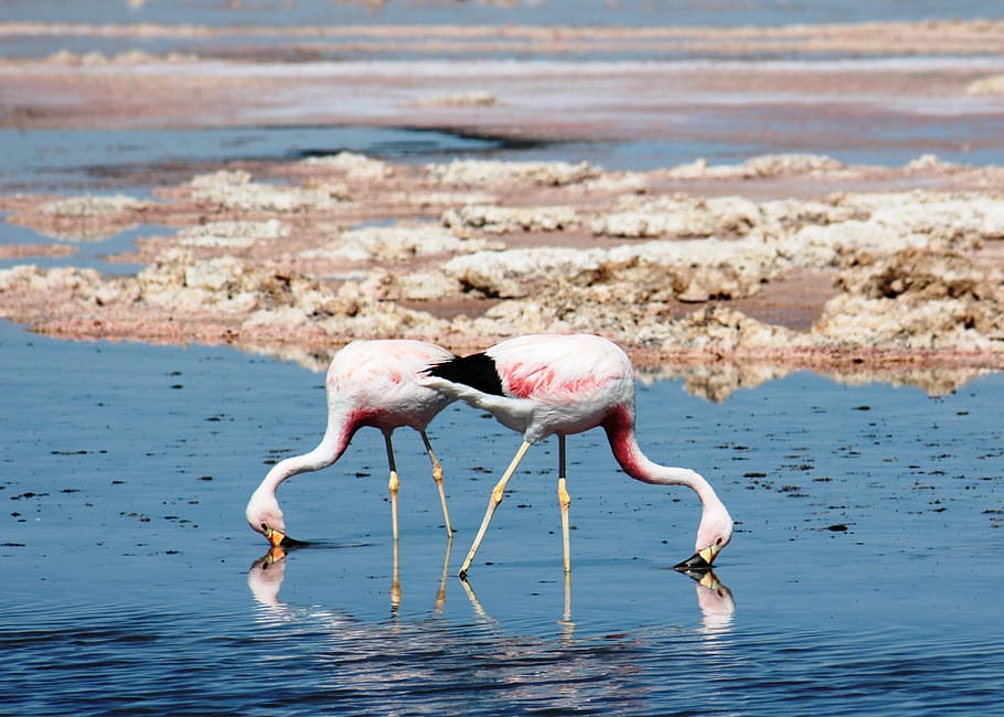 HD wallpaper: two flamingos getting food on water, animal, animal themes,  animal wildlife | Wallpaper Flare