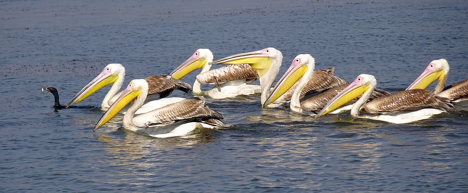 great white pelican, pelecanus onocrotalus, eastern white pelican, HD wallpaper