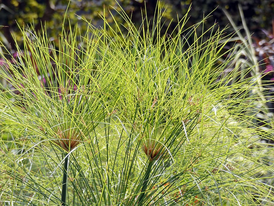 papyrus, cypera, cyperaceae, umbel, decorative, flower, exotic HD wallpaper