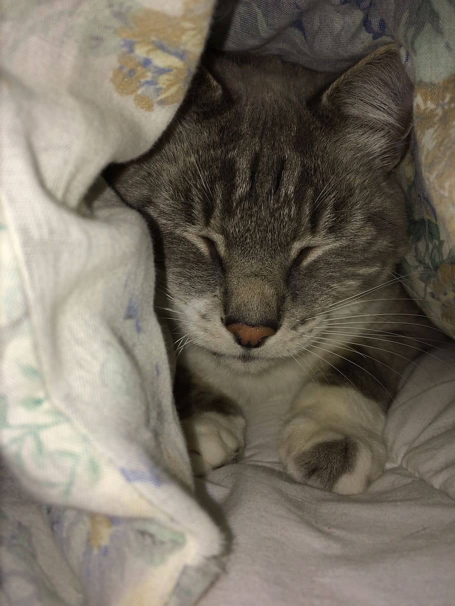 blanket, cozy, cuddle, sleep, cat, mammal, animal themes, pets HD wallpaper