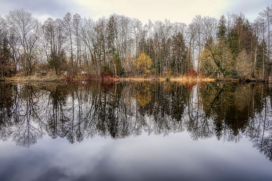 lake, water, tree, landscape, nature, bank, mirroring, reflection HD wallpaper