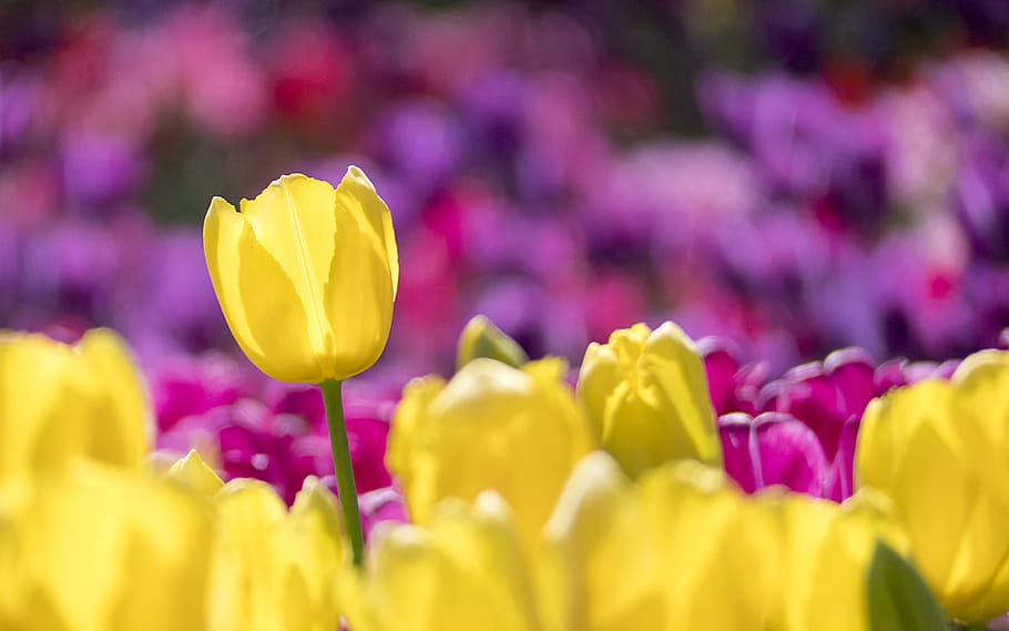 Yellow and Pink Tulip Field Selective-focus Photography, blooming HD wallpaper