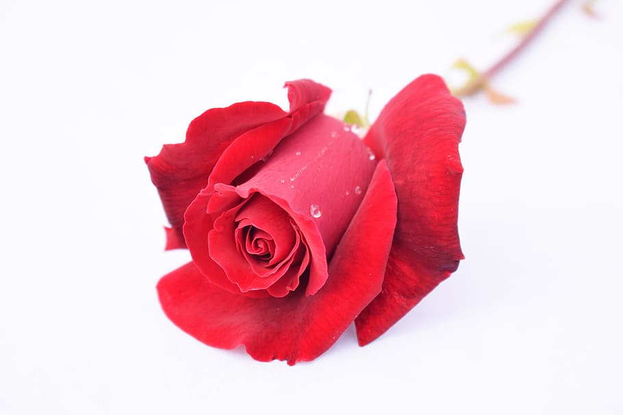 rose, red, flower, flowering plant, rose - flower, beauty in nature HD wallpaper