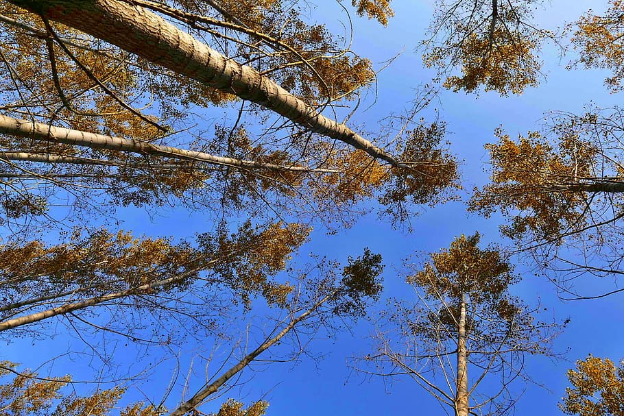 forest, trees, nature, autumn, plant, low angle view, sky, growth HD wallpaper