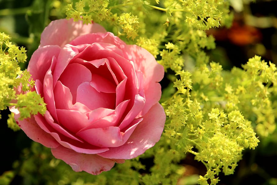 rose, pink, blossom, bloom, frauenmantel, yellow, plant, flower, HD wallpaper