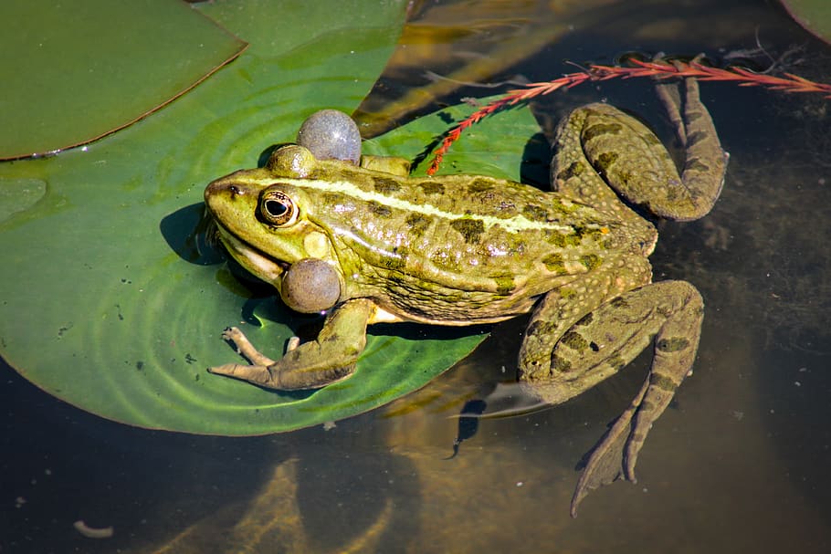 frog, bullfrog, amphibian, reptiles, fauna, water lily, lake, HD wallpaper