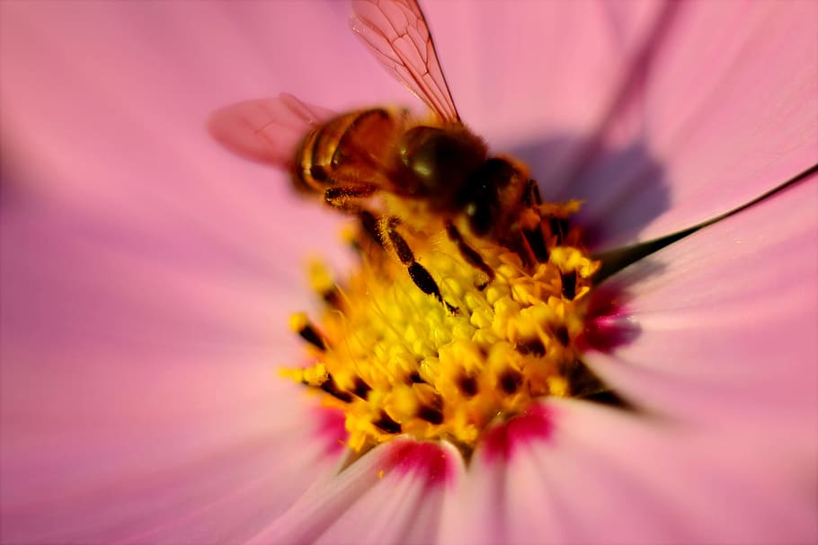 Tilt Photography of Brown Honey Bee on Pink Petaled Flower Pollen HD wallpaper