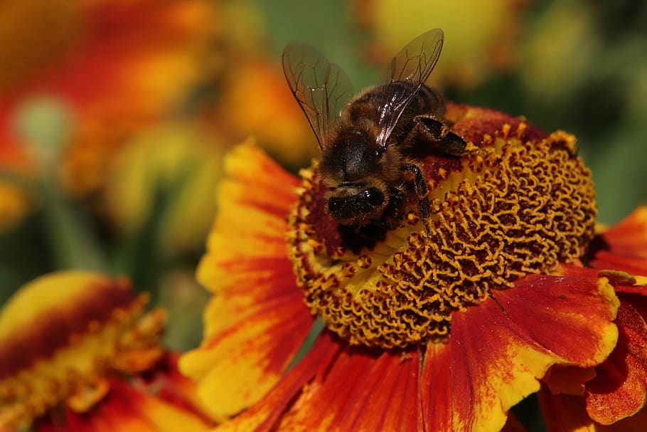 bee, gelenium, flower, blossom, bloom, plant, nature, flora HD wallpaper