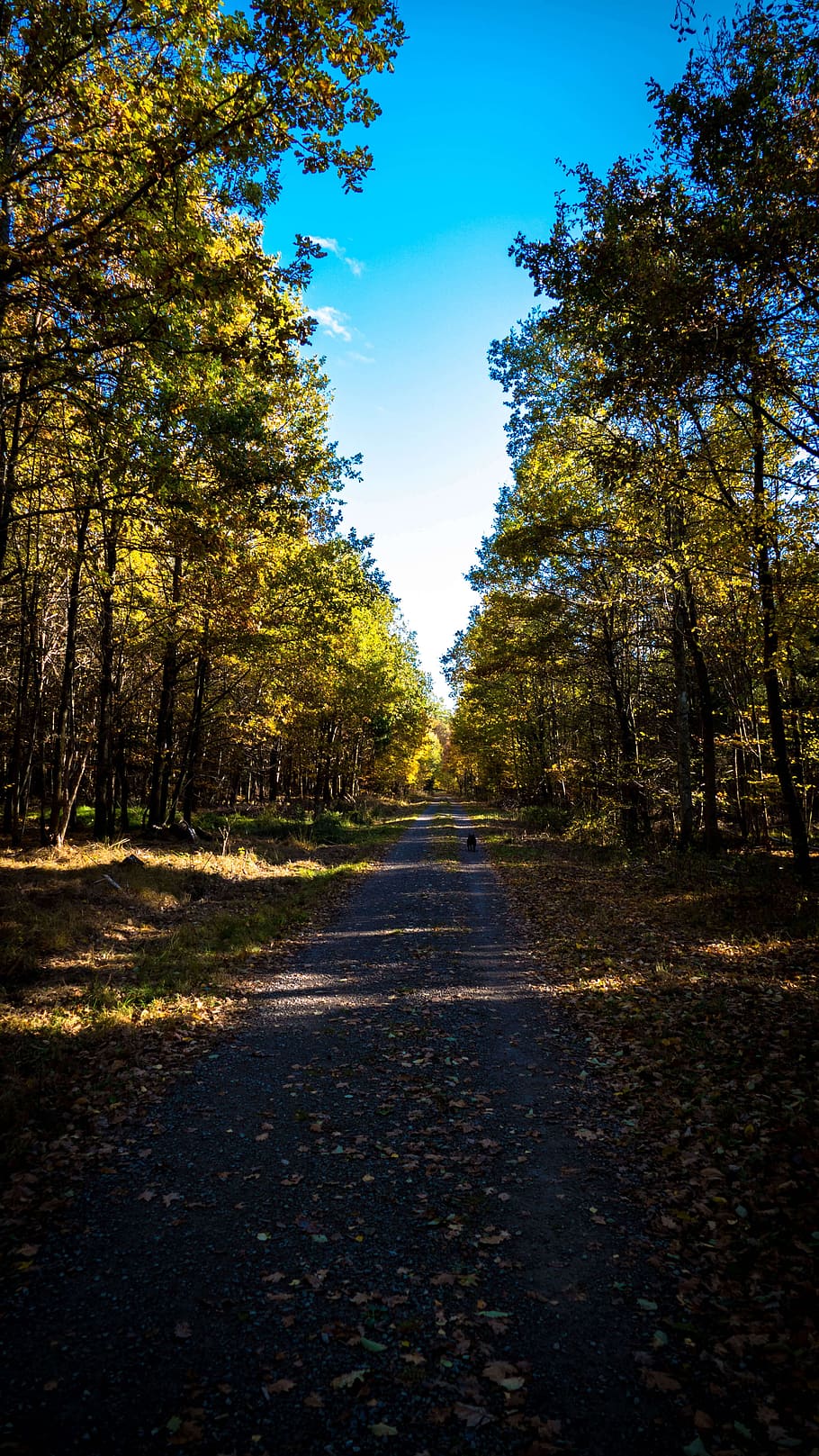 landscape, forest path, trees, leaves, nature, autumn, away HD wallpaper
