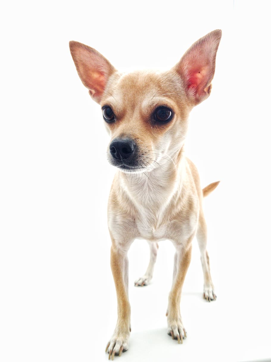 Download wallpaper: Chihuahua puppy 1024x1024