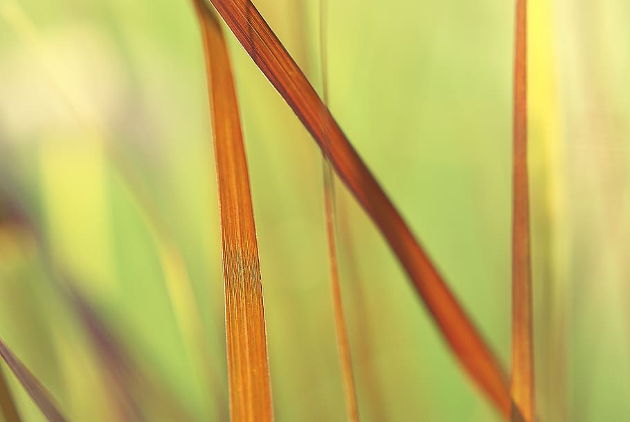 grass, nature, calm, tranquility, herbs, in the summer of, close-up HD wallpaper