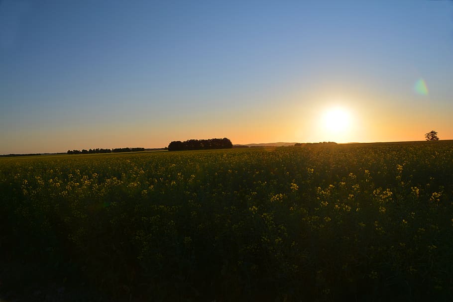 australia, waubra, paddock, trees, sun, sunet, silhouette, steven crowe HD wallpaper
