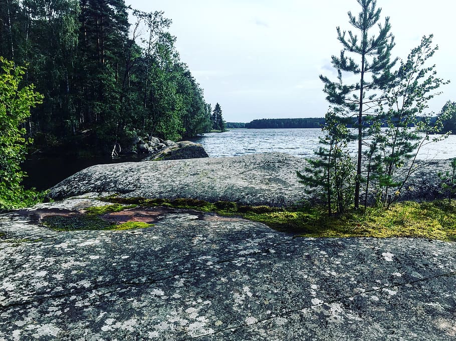 россия, васильево, plant, tree, rock, nature HD wallpaper