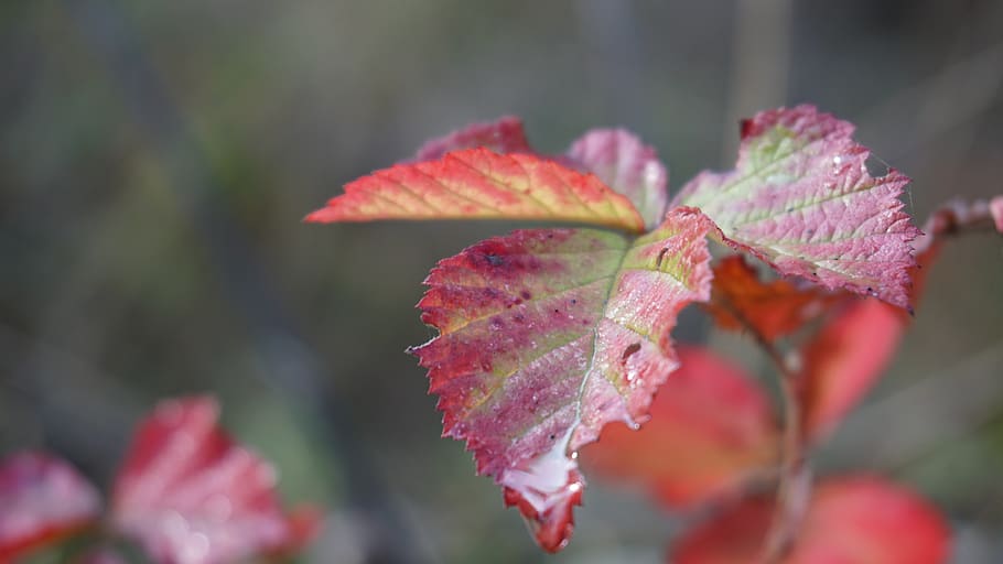 leaf, autumn, fall leaves, nature, fall foliage, red, fall color HD wallpaper