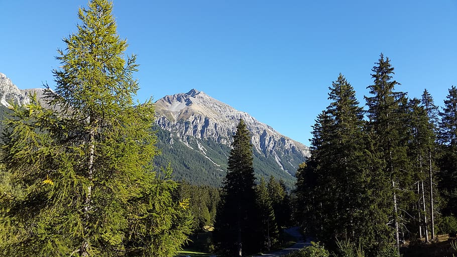 mountain, alpine view, pine trees, switzerland, plant, beauty in nature HD wallpaper
