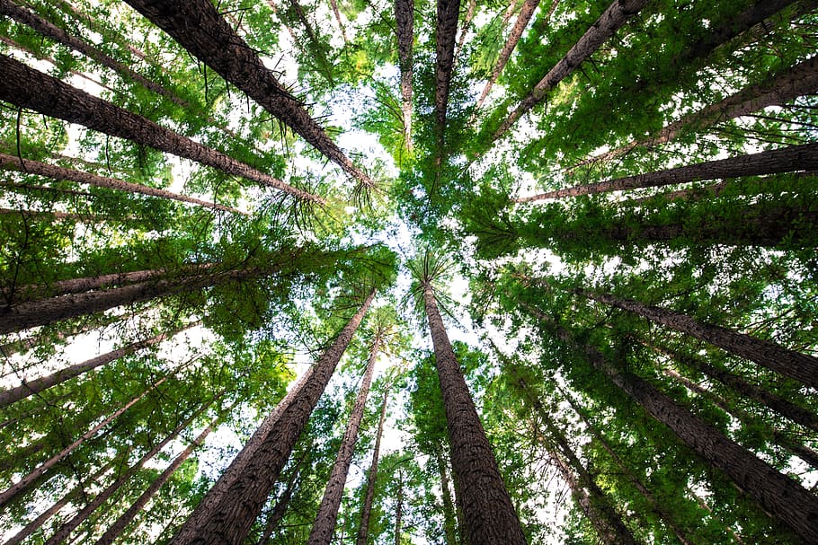 forest, nature, trees, woods, plant, trunk, tree trunk, land HD wallpaper