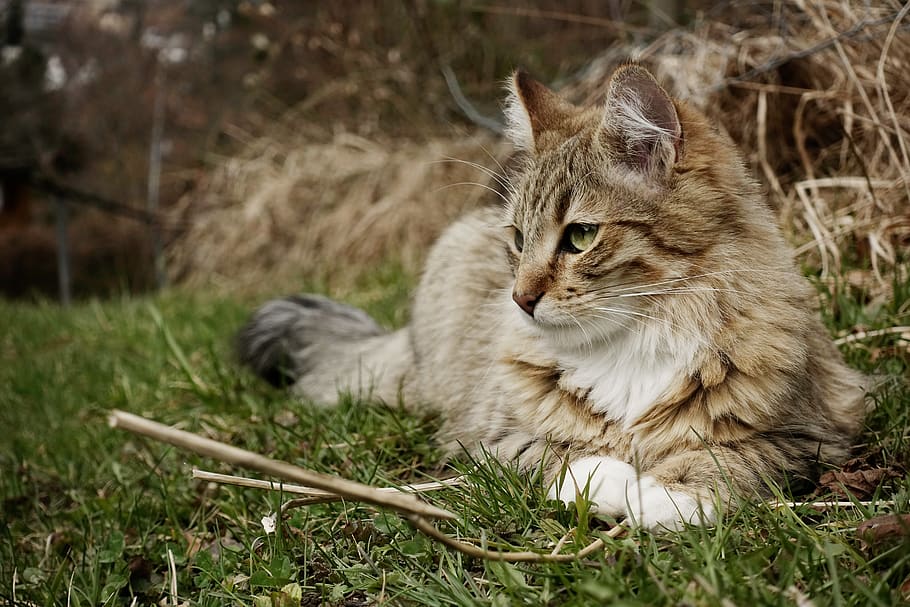 long-coated gray cat, pet, animal, mammal, manx, grass, abyssinian HD wallpaper