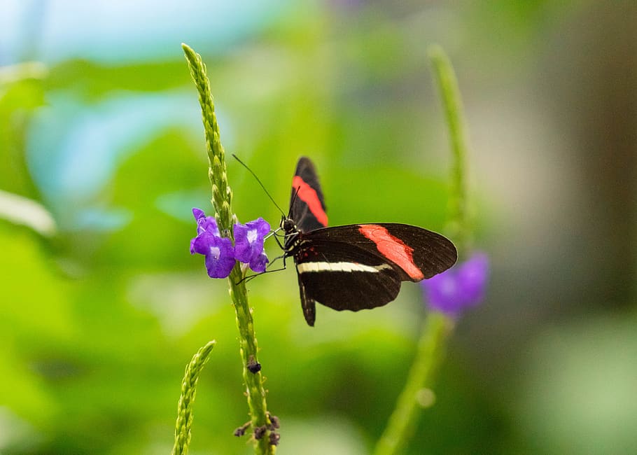 butterfly, conservatory, wing, tropical, colorful, nature, insect HD wallpaper