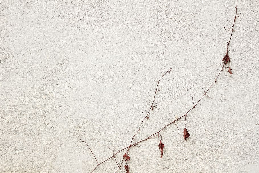 wall, vine, leaves, white, brown, wall - building feature, architecture HD wallpaper