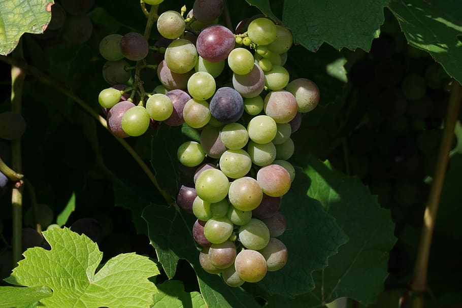 grapes, fruits, grapevine, vines stock, rebstock, wine, food, HD wallpaper
