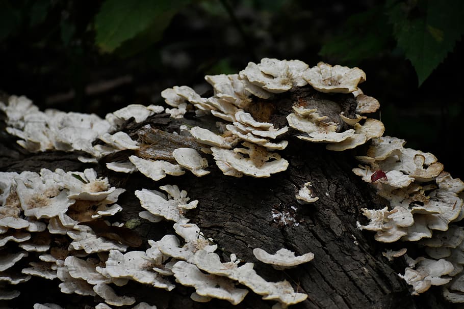 devils lake, texture, nature, fungus, close-up, no people, mushroom HD wallpaper