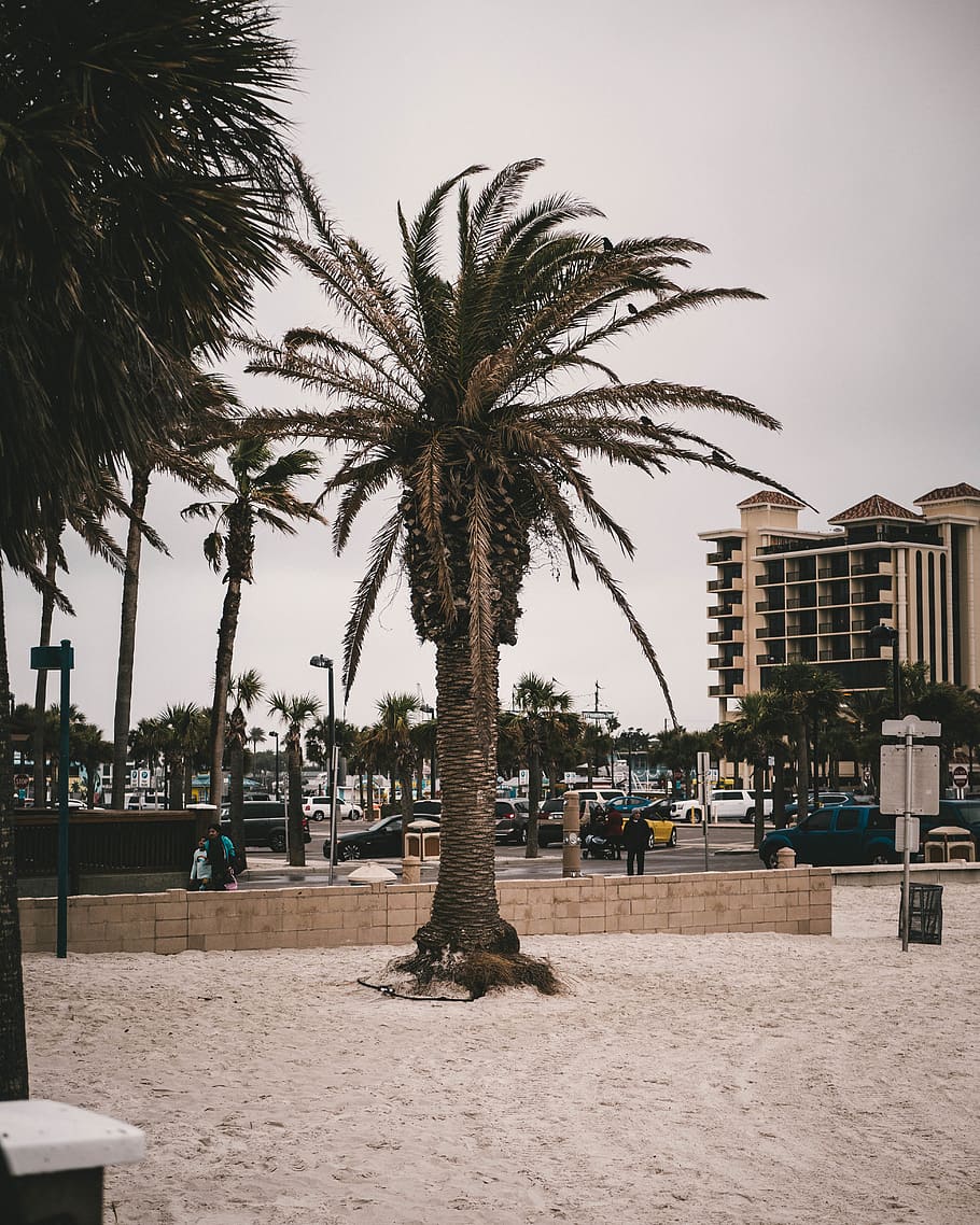 USKINGS] Top điểm đến du lịch tại Hoa Kỳ - P15 - Bãi biển Clearwater  (Florida) : Ngắm hoàng hôn trên bãi biển đẹp nhất nước Mỹ - HỘI KỶ LỤC GIA