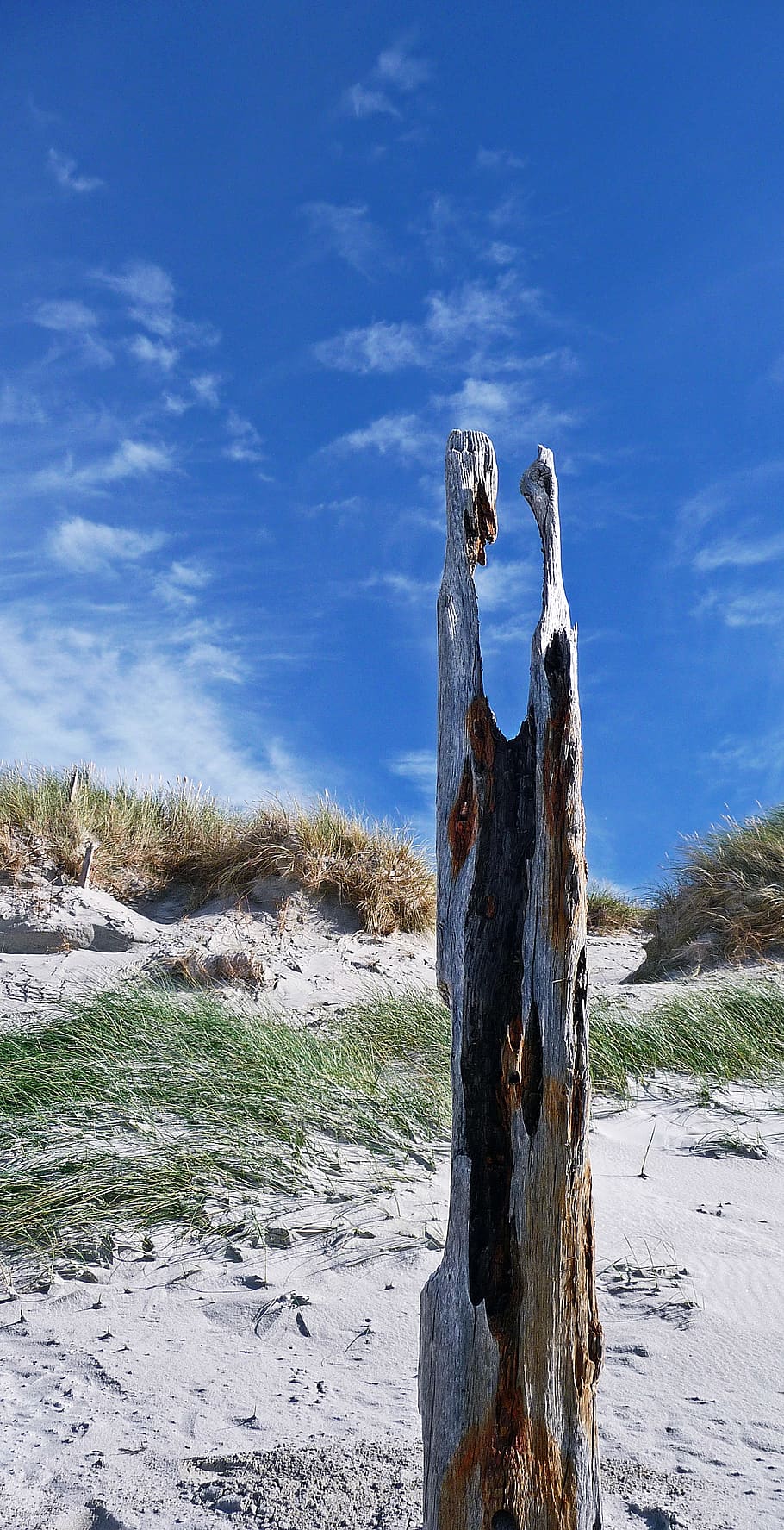 tree stump, ground, crystal, back, wood, adventure, leisure activities HD wallpaper
