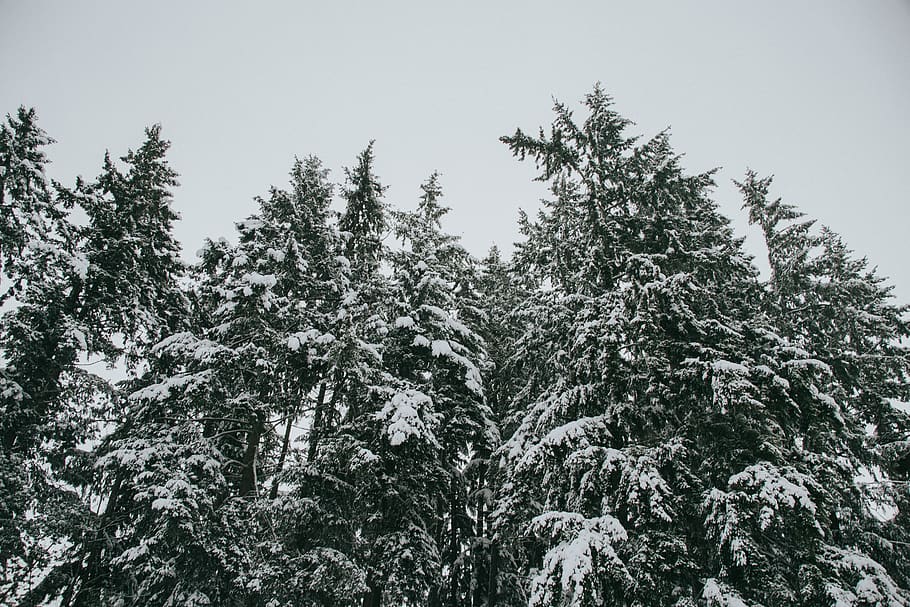 snow covered pine trees during daytime, plant, fir, abies, seattle HD wallpaper