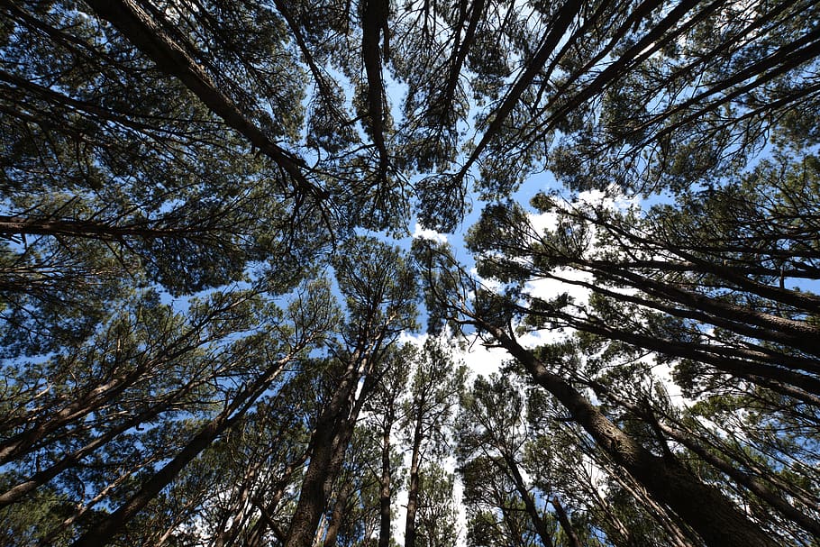 trees, cup, nature, landscape, forest, plant, low angle view HD wallpaper