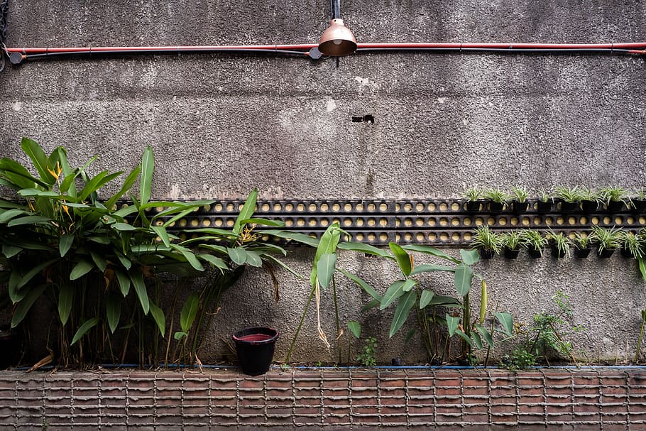 green plant, architecture, water, built structure, nature, potted plant HD wallpaper