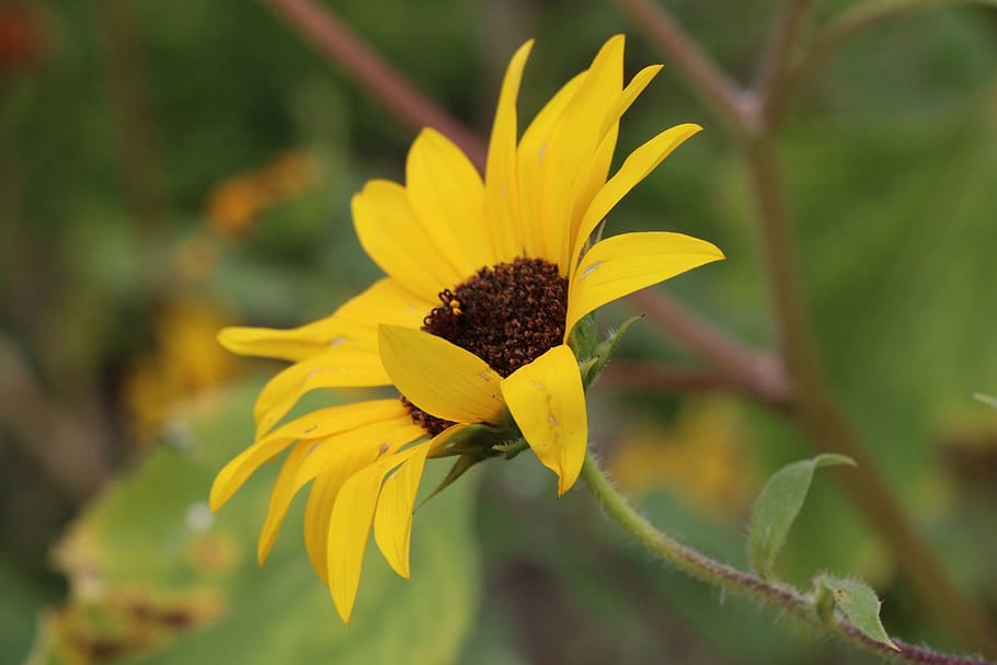 Hd Wallpaper Livermore Flowers California Bay Area Sunflower Flowering Plant Wallpaper Flare