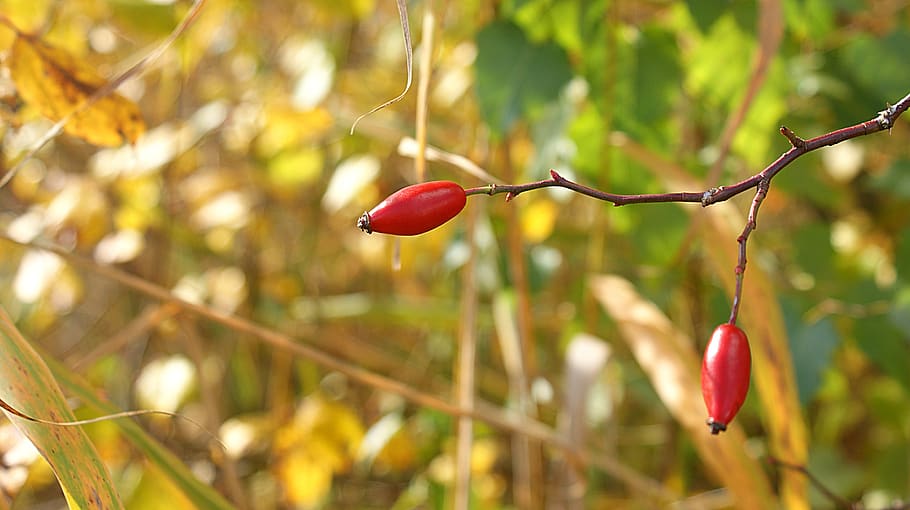 brier, nature, thorn, branch, autumn, vegetable, fruits, red, HD wallpaper