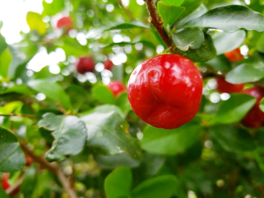 acerola, fruit, orchard, food, food and drink, healthy eating HD wallpaper