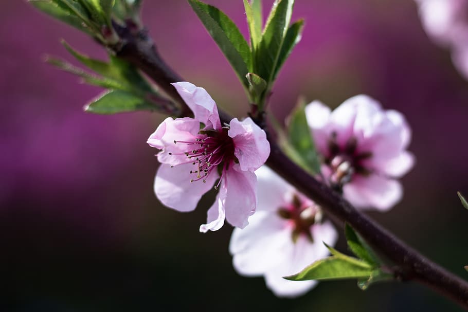 white petaled flowers, plant, blossom, cherry blossom, pollen HD wallpaper