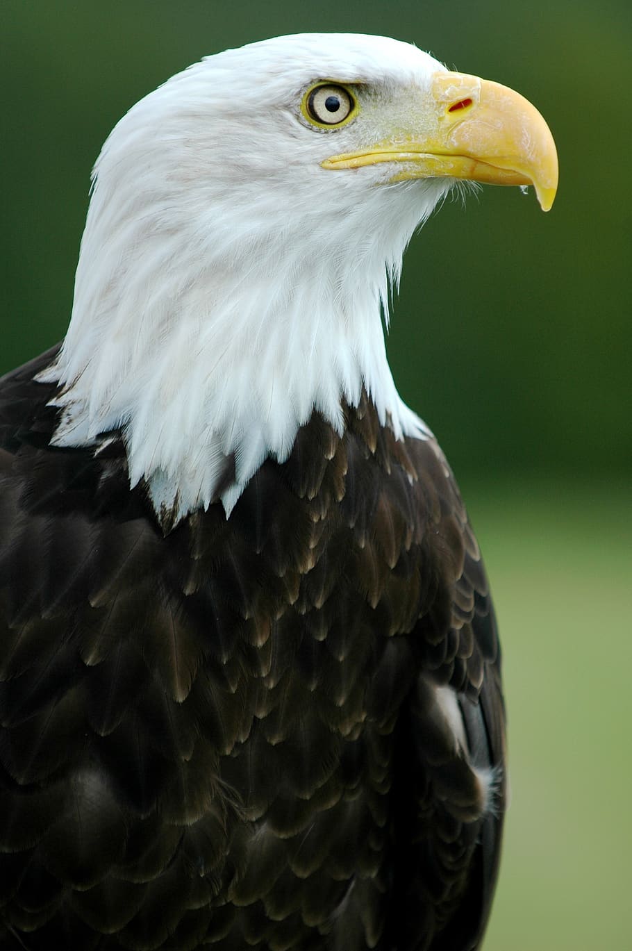 bald eagle, perched, profile, raptor, bird, nature, american HD wallpaper