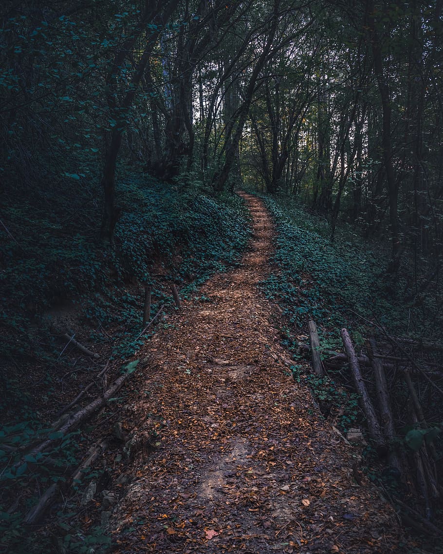pathway on forest, tree, land, plant, direction, the way forward HD wallpaper