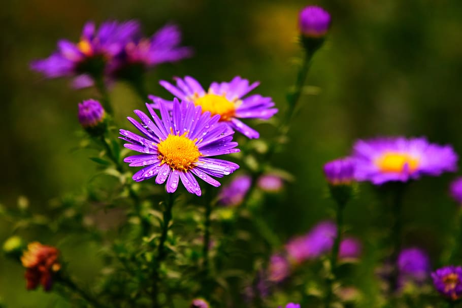 aster, flower, plant, asteraceae, autumn, water drops, petals HD wallpaper
