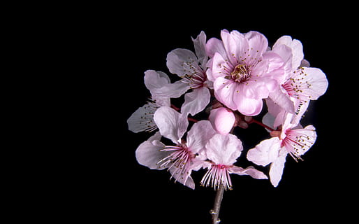 pink moth orchid, plant, blossom, flower, cherry blossom, tree blossoms HD wallpaper