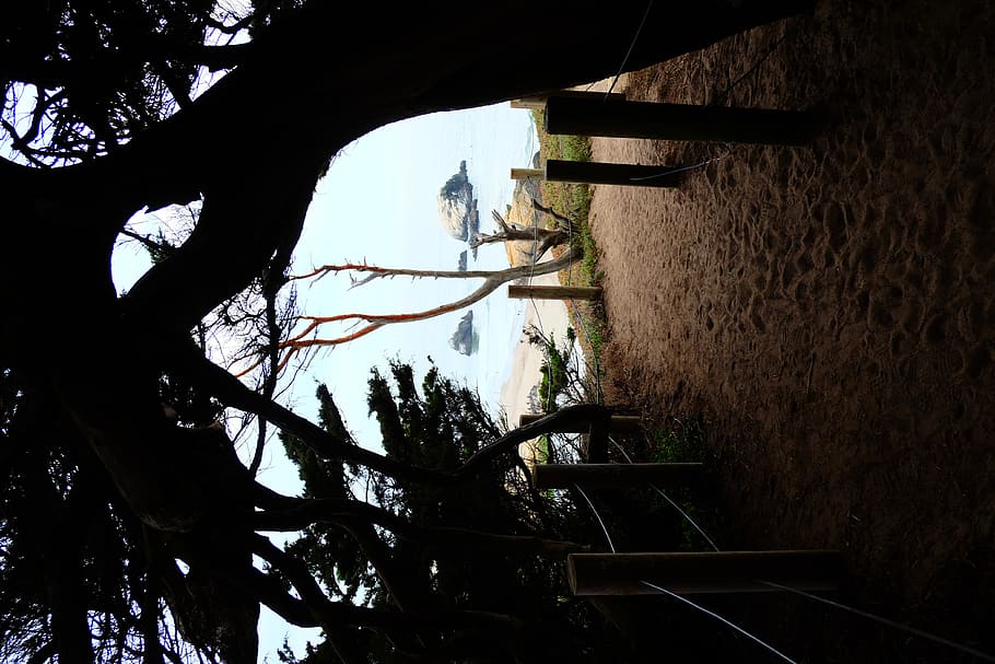 pacific, hike, sand, ocean, trees, san francisco, forest, plant HD wallpaper