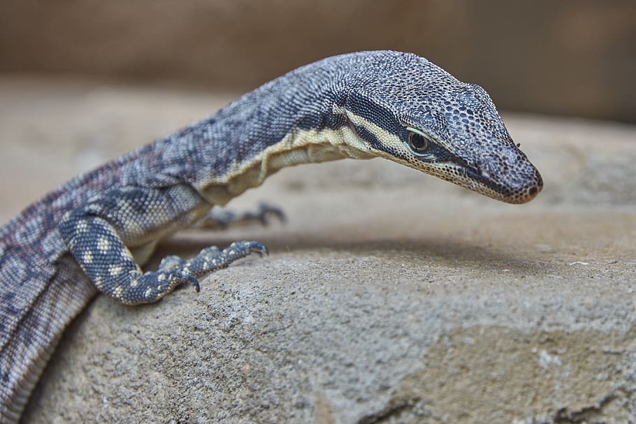 lizard, reptile, close up, iguana, scale, dragon, terrarium HD wallpaper